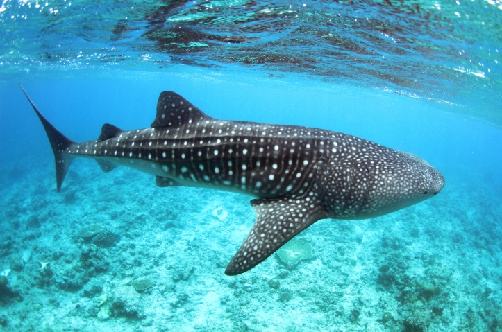 Whale Shark, Maldives
